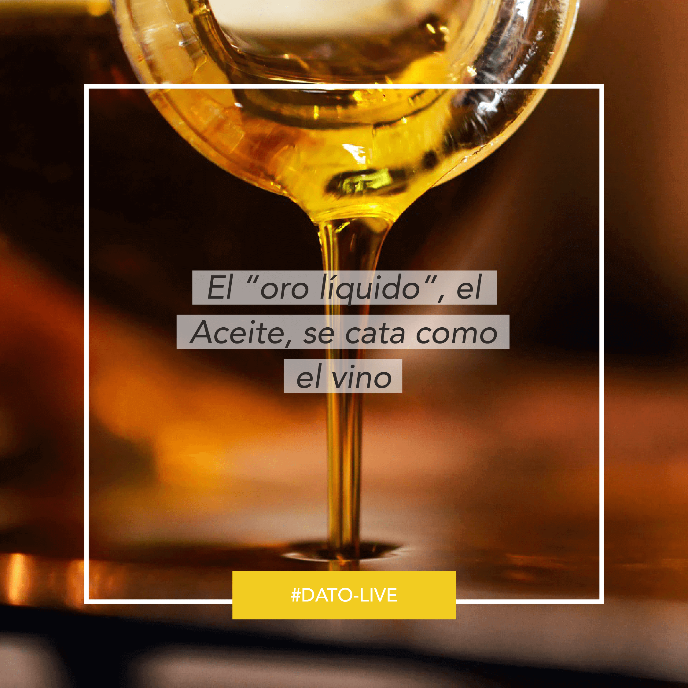 Portada de Dato O-Live que muestra el texto: "El 'oro líquido', el aceite, se cata como el vino".