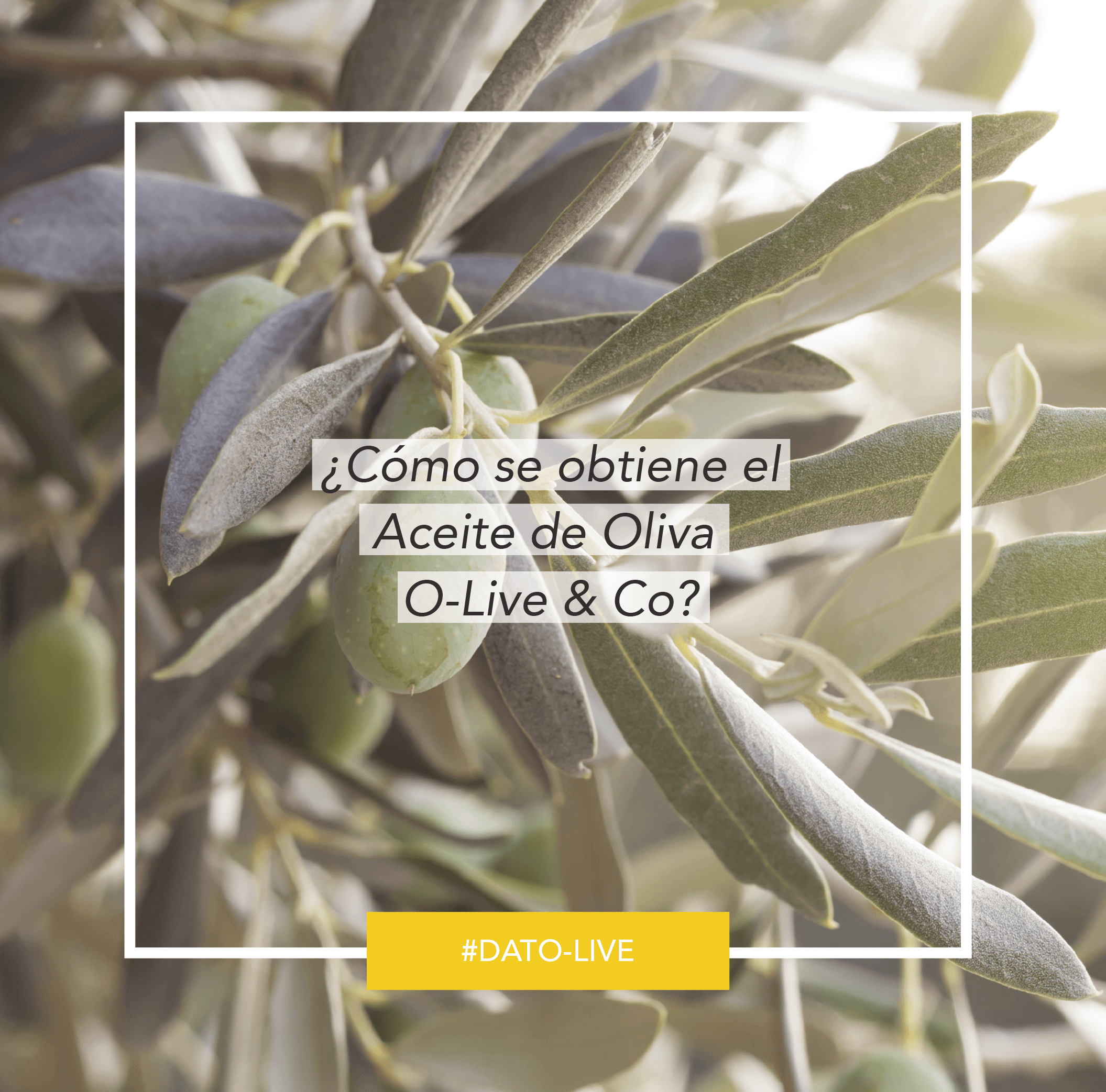 Portada de Dato O-Live que muestra el texto: "¿Cómo se obtiene el aceite de oliva O-Live & Co?".