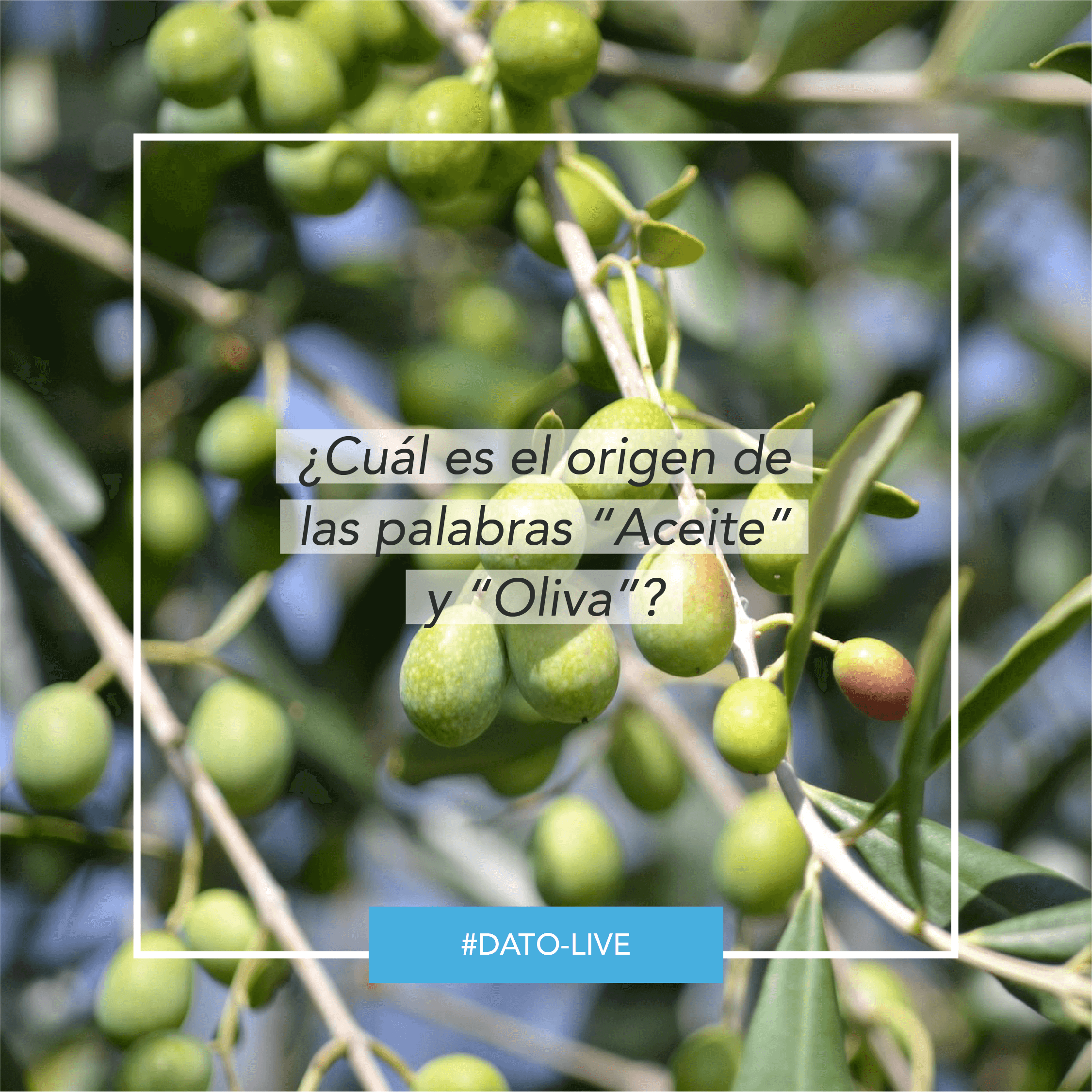 Portada de Dato O-Live que muestra la pregunta "¿Cuál es el origen de las palabras Aceite y Oliva?".