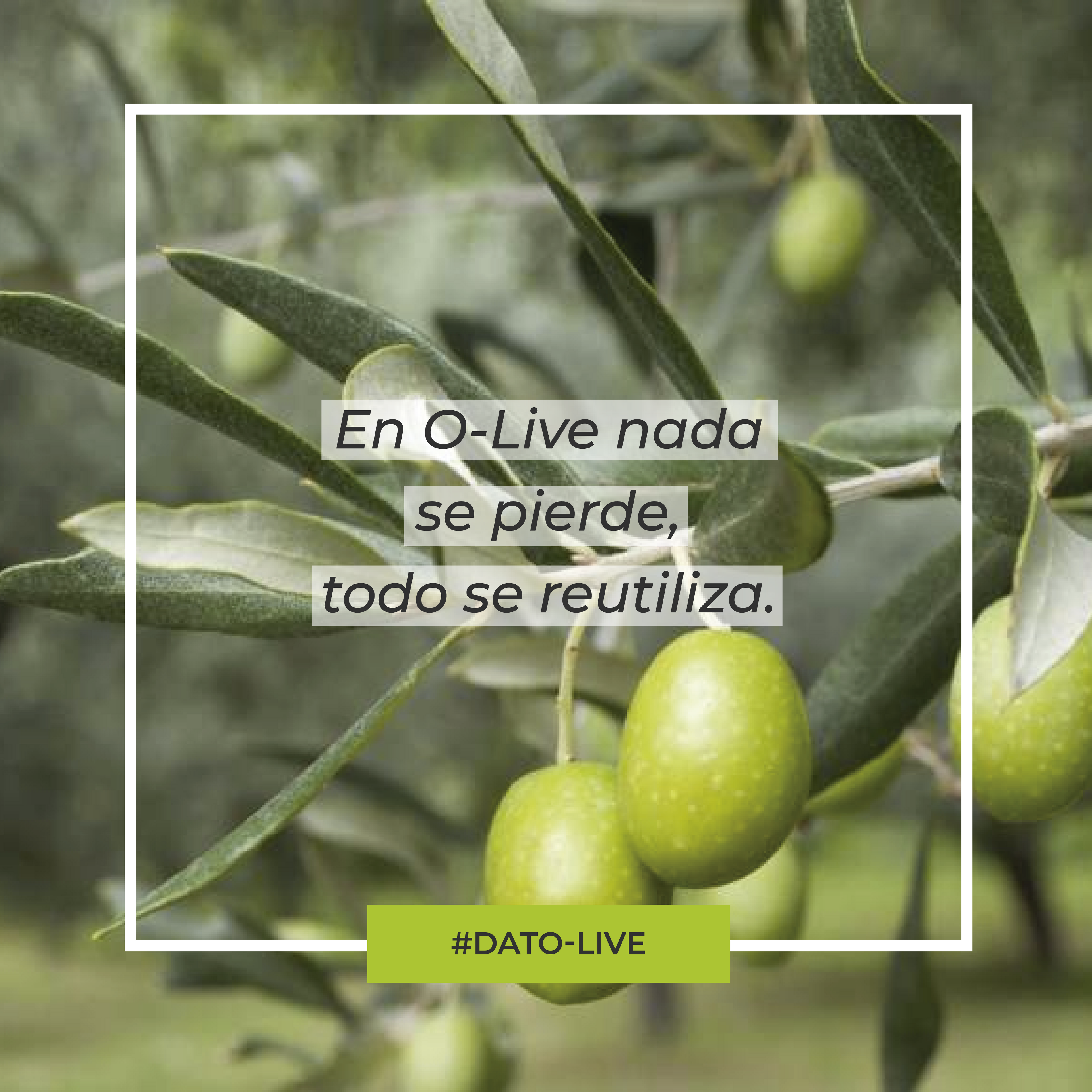 Portada de Dato O-Live que muestra el texto: "En O-Live nada se pierde, todo se reutiliza".