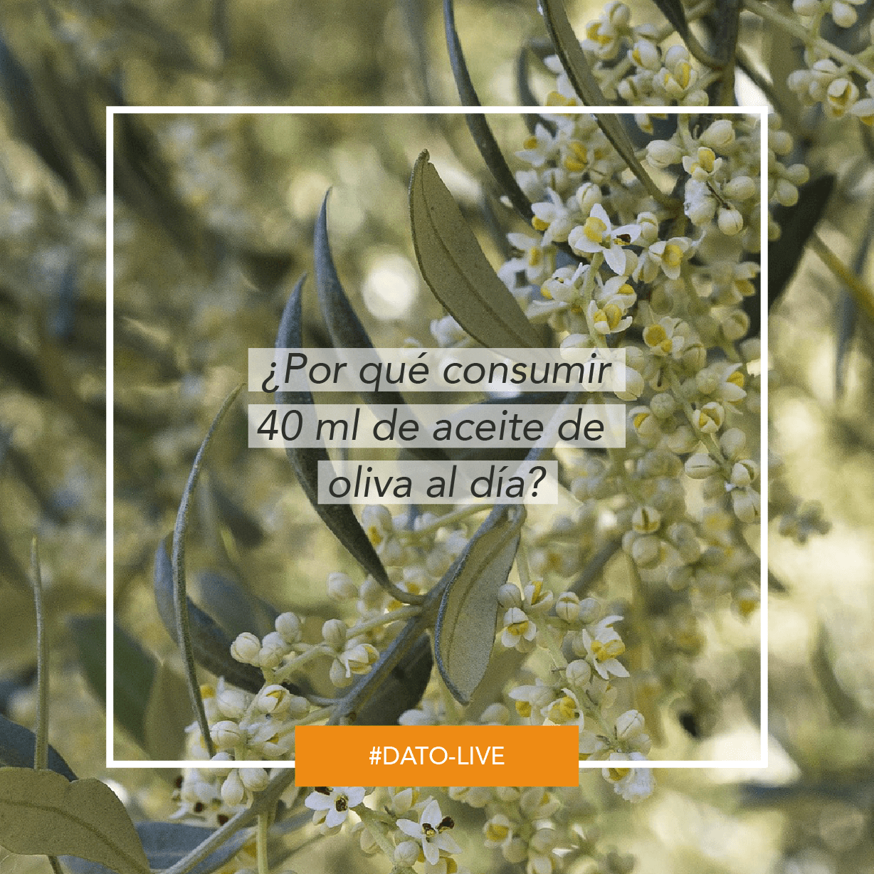 Portada de Dato O-Live que muestra el texto ¿Por qué consumir 40 ml de Aceite de Oliva al día?