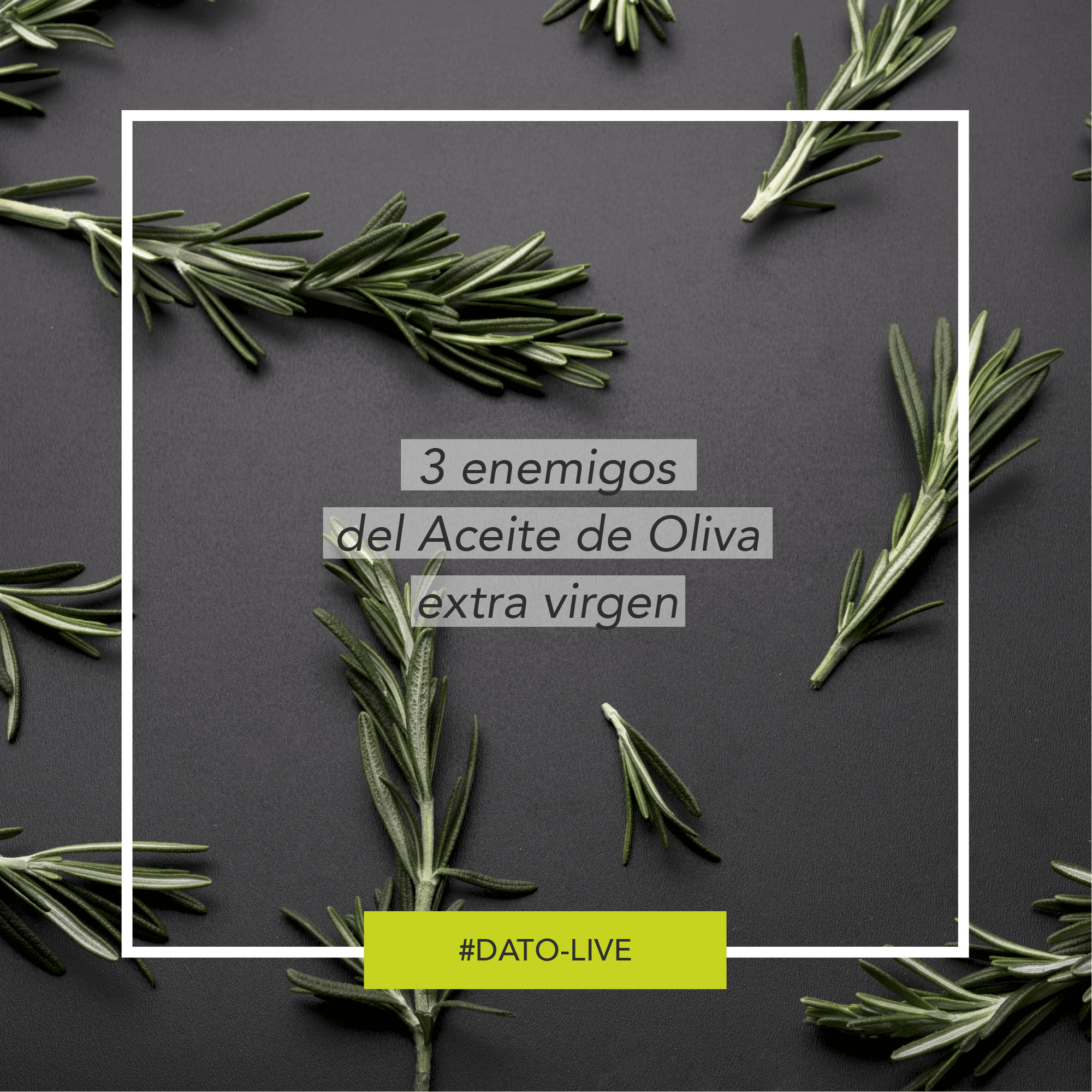 Portada de Dato O-Live que muestra la pregunta "3 enemigos del Aceite de Oliva extra virgen".