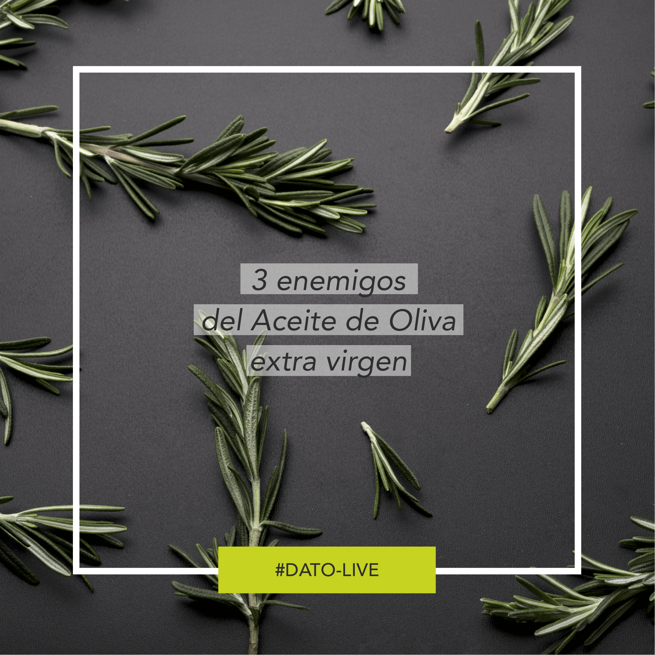 Portada de Dato O-Live que muestra la pregunta "3 enemigos del Aceite de Oliva extra virgen".