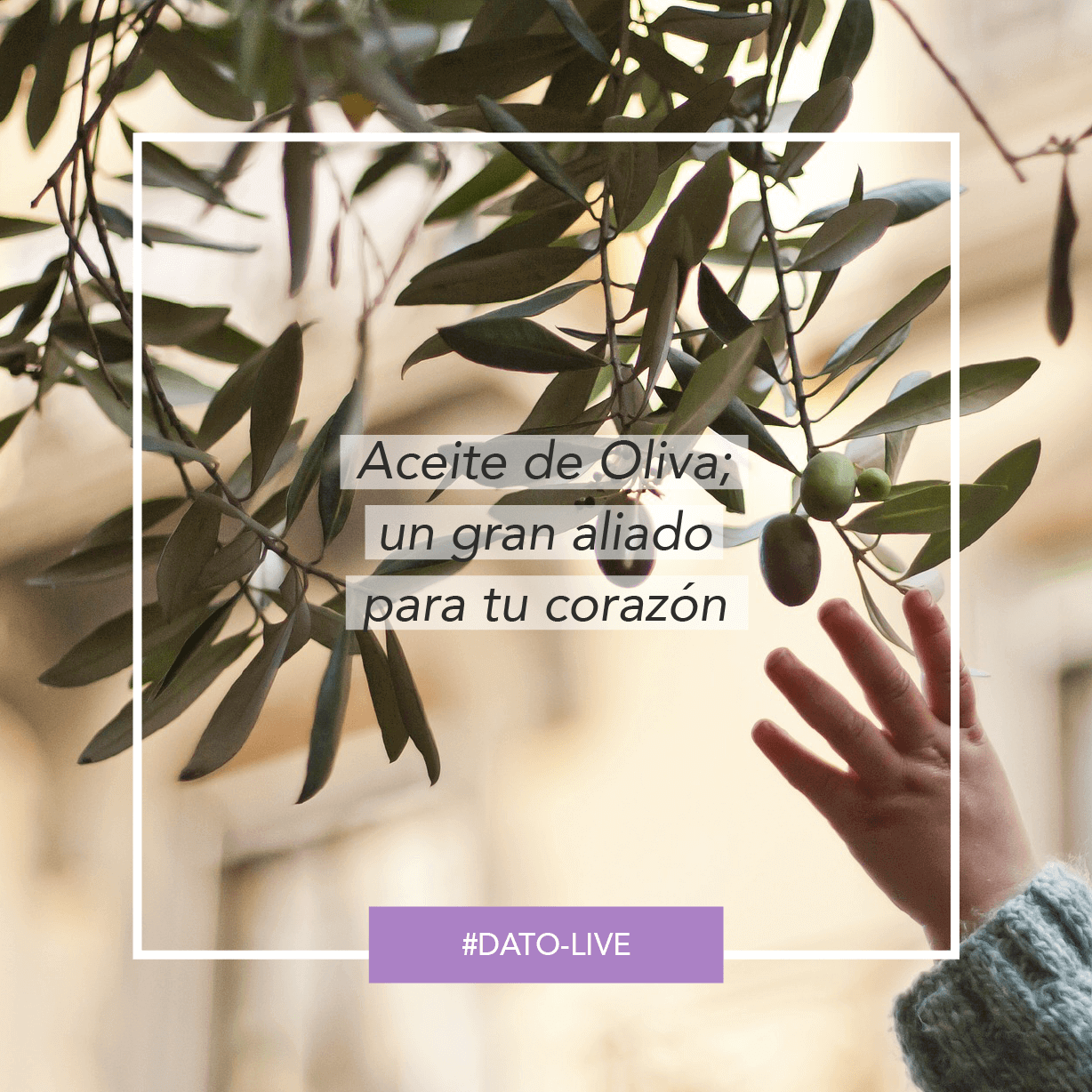Portada de Dato O-Live que muestra el texto: "Aceite de oliva; un gran aliado para tu corazón".