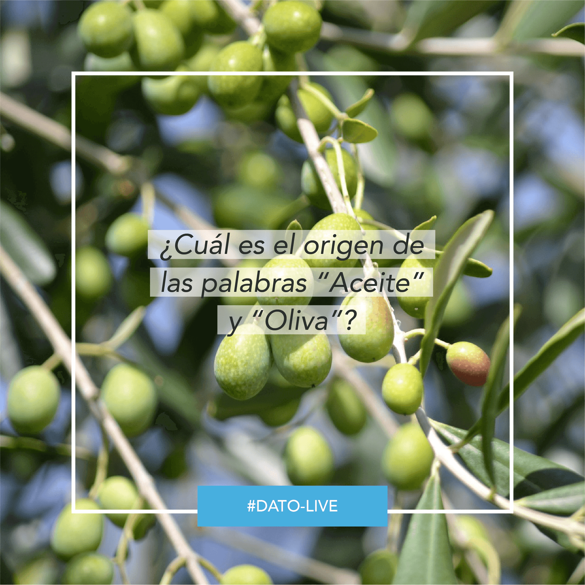 Portada de Dato O-Live que muestra la pregunta "¿Cuál es el origen de las palabras Aceite y Oliva?".