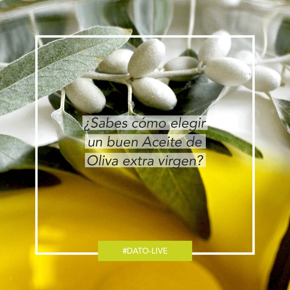 Portada de dato O-Live que muestra el texto: "Como reconocer un buen aceite de oliva"