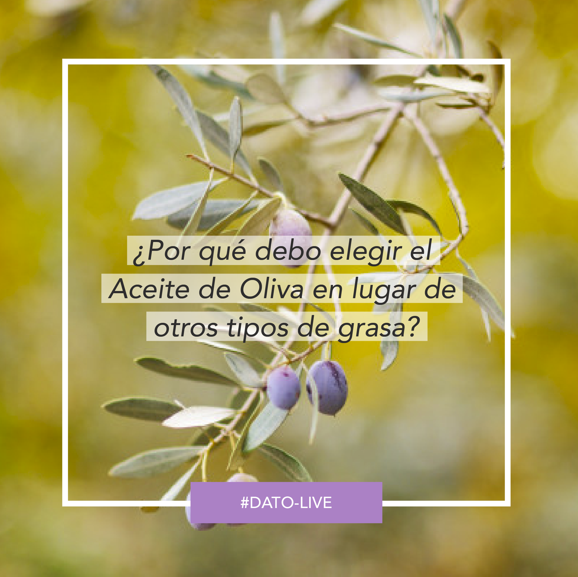 Portada de Dato O-Live que muestra el texto: "¿Por qué debo elegir el aceite de oliva en lugar de otros tipos de grasa?".