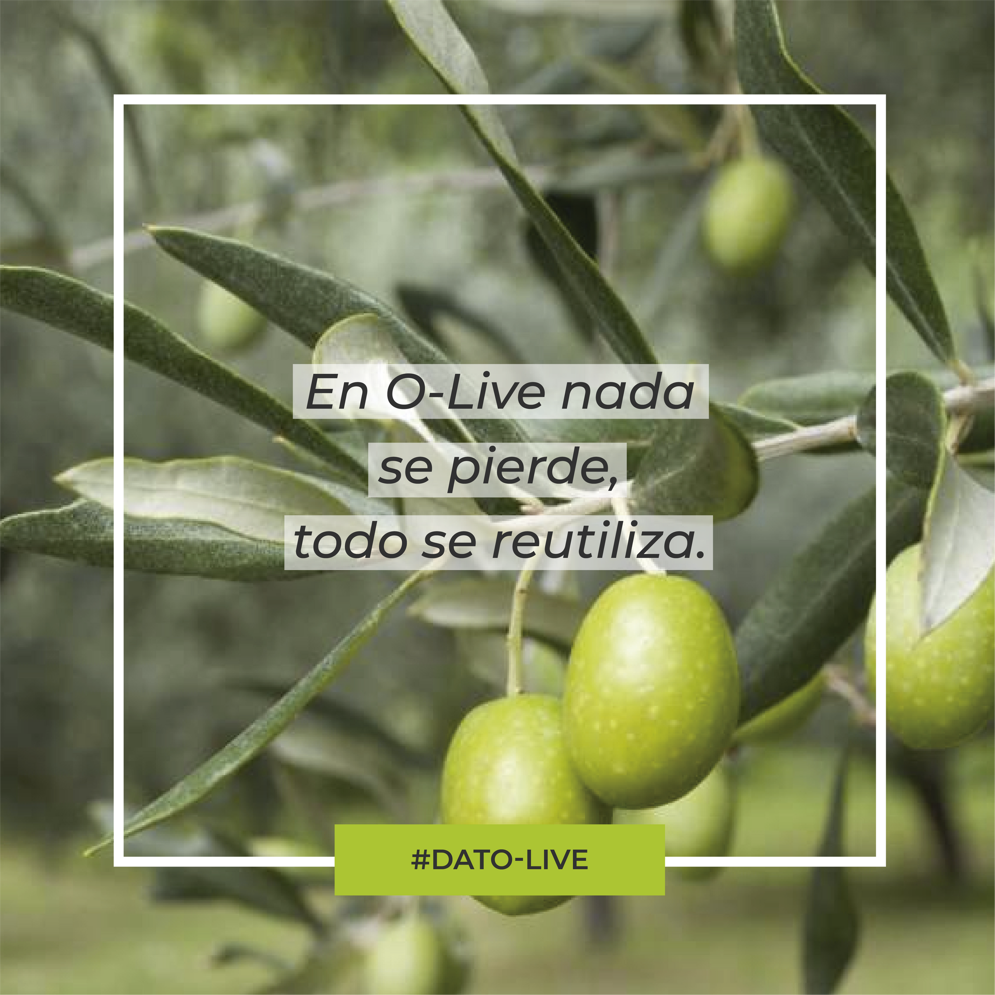 Portada de Dato O-Live que muestra el texto: "En O-Live nada se pierde, todo se reutiliza".