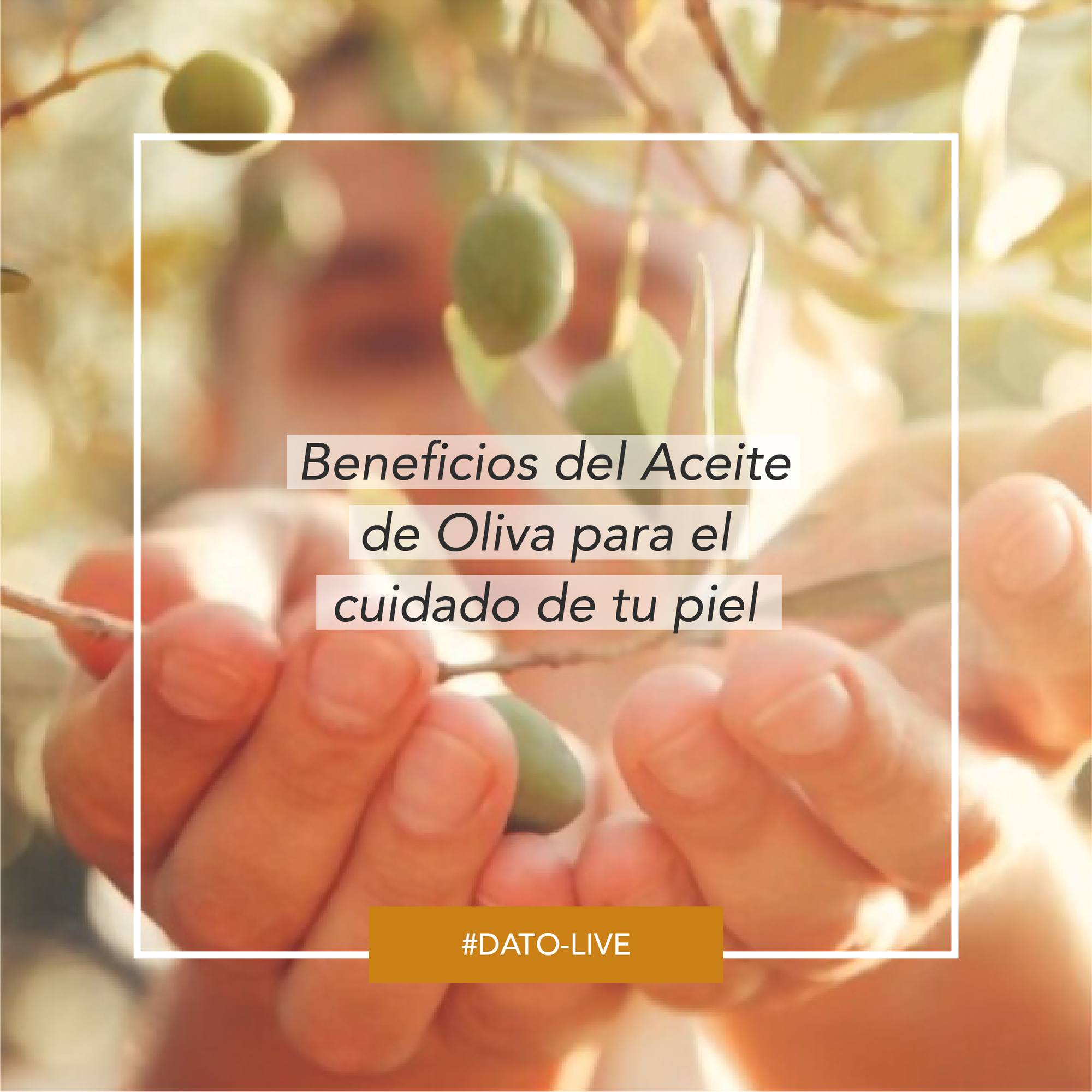 Portada de Dato O-Live que muestra la pregunta "Beneficios del aceite de oliva para el cuidado de tu piel".