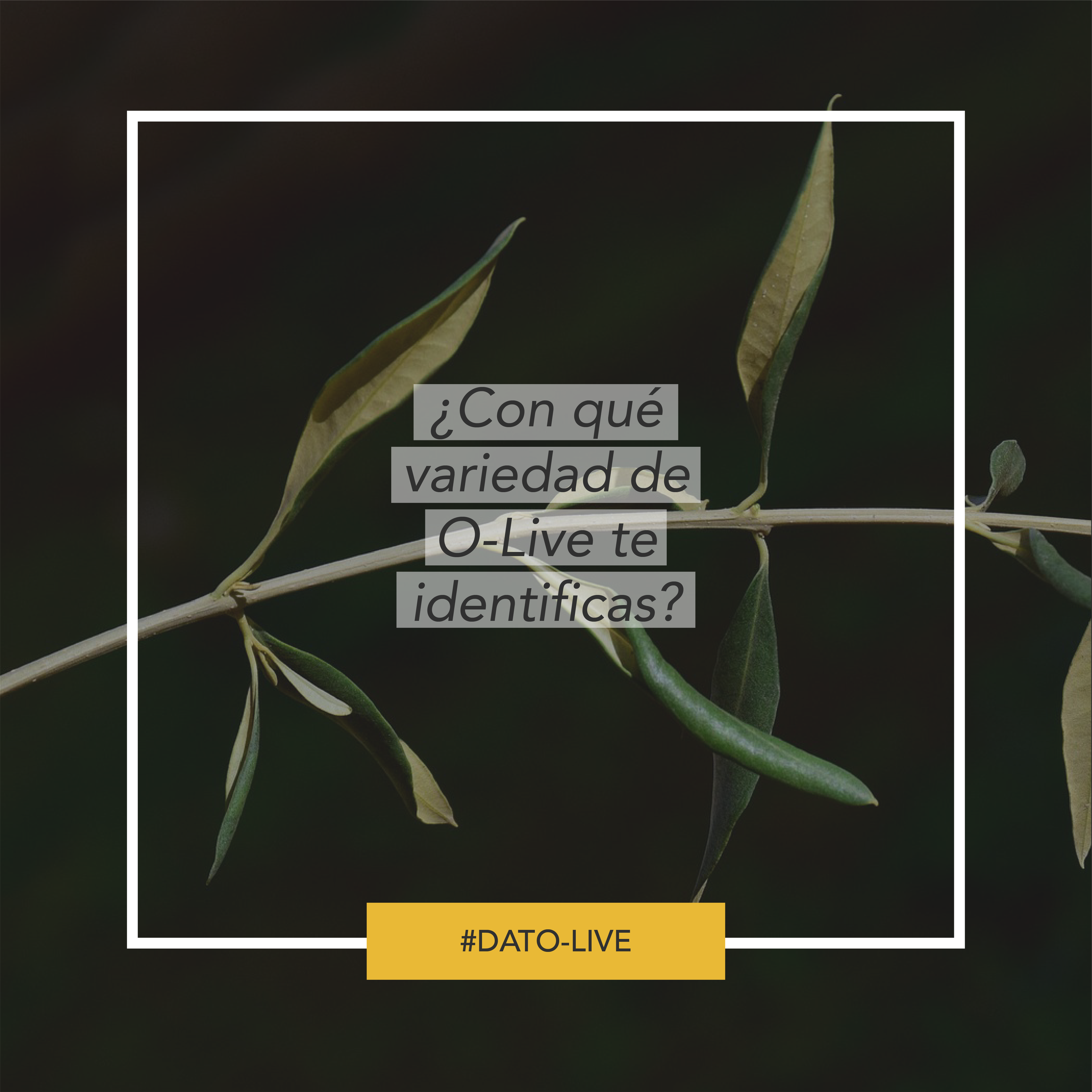 Portada de Dato O-Live que muestra la pregunta "¿Con qué variedad de O-Live te identificas?".