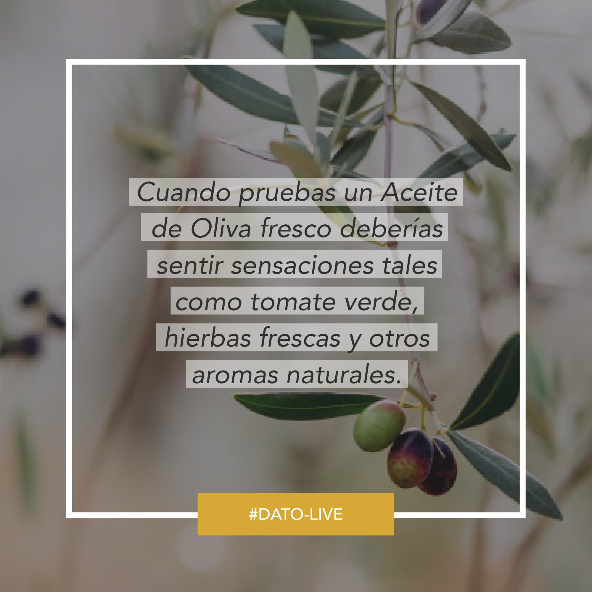 Portada de Dato O-Live que muestra el texto: "Cuando pruebas un aceite de oliva fresco deberías sentir sensaciones tales como tomate verde, hierbas frescas y otros aromas naturales".